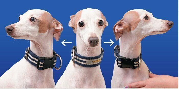 犬の頭の位置の見方