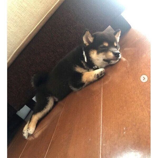 子犬時代のコメ助くん