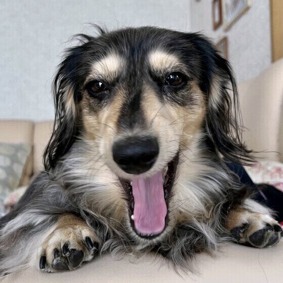 春に笑顔のジョチちゃん（ミニチュア・ダックスフンド）