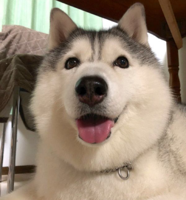 ニコッと笑うシルビアちゃん