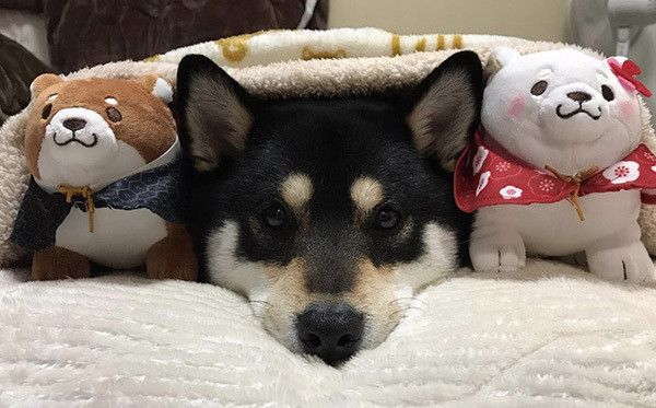 忠犬もちしばと柴犬