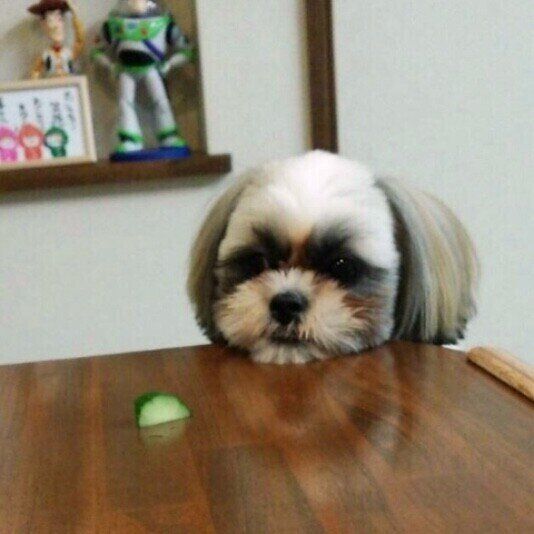 獣医師監修 犬にきゅうりを与えても大丈夫 きゅうりを食べるメリットと与え方を解説 いぬのきもちweb Magazine