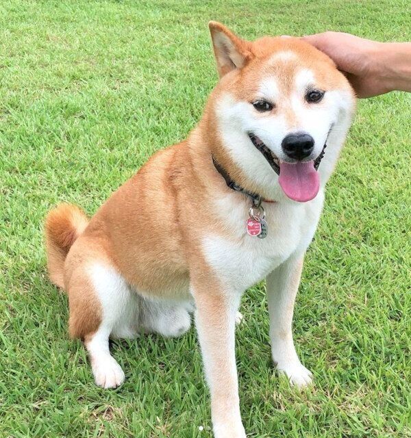 ドッグランを満喫する咲ク太郎くん