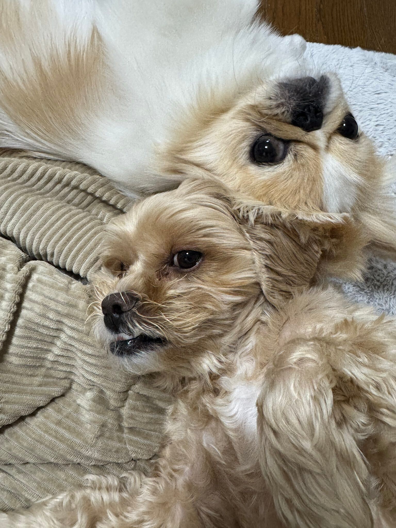 仲よく寄り添う愛犬たち