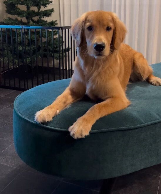 ソファでくつろぐうにちゃん