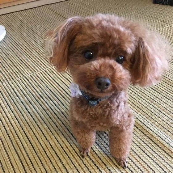 見つめるトイ・プードル