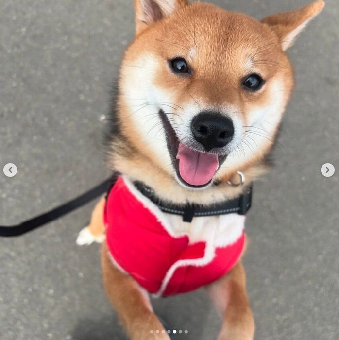 散歩を楽しむこまちゃん