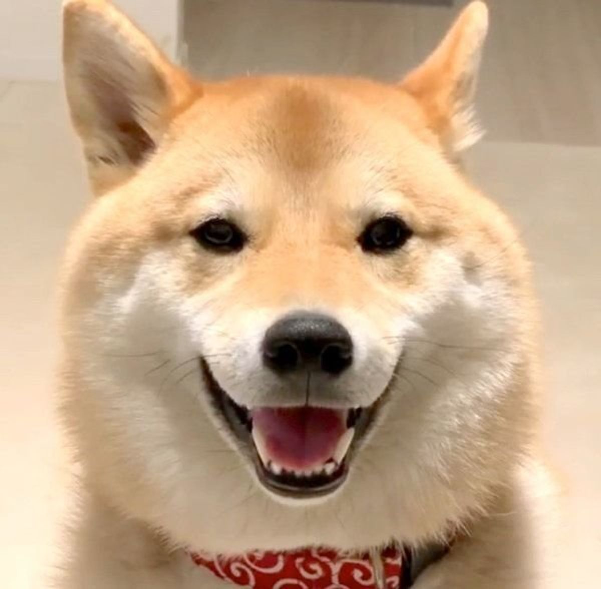 写真だけで一発合格 柴犬がカメラに向かって見せた笑顔に反響 いぬのきもちweb Magazine 写真だけで一発合格 柴犬がカメラに向かって見せた笑顔に反響 いぬのきもちweb Magazine