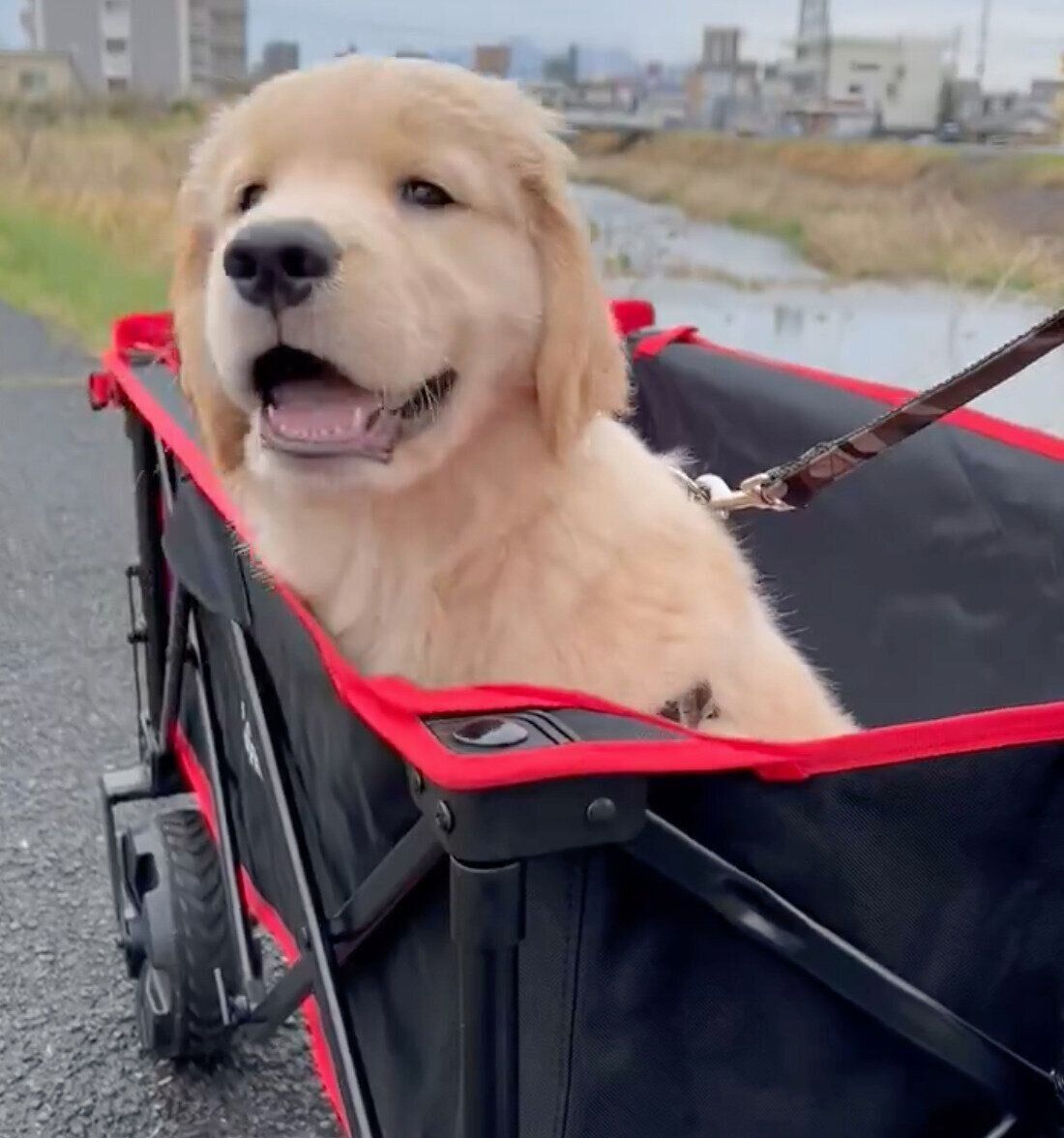 お迎え翌日に撮影したポチタくん。