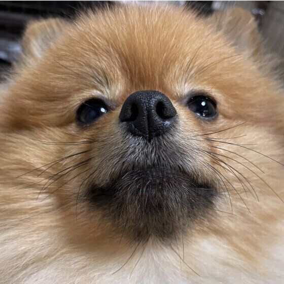 ドアップのポメラニアン