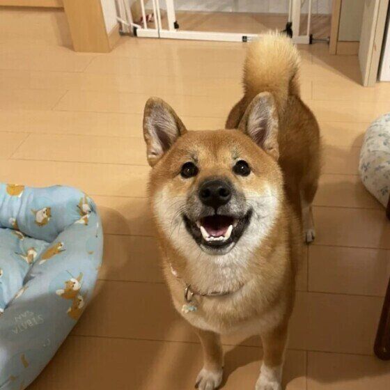 柴の花菜ちゃん