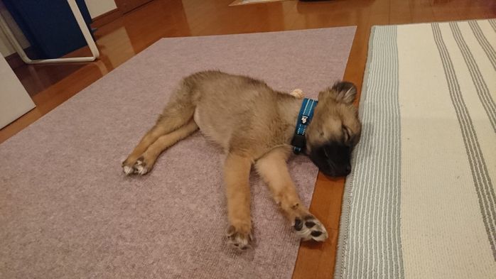 飼い主さん宅にやってきた頃のくーちゃん かわいすぎる