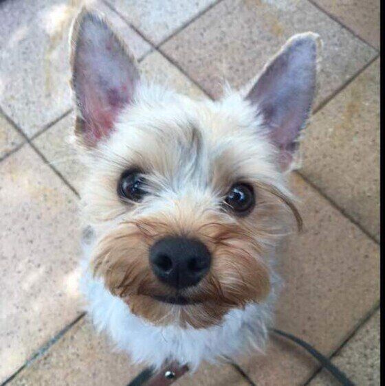 ヨークシャー・テリア　ペロくん