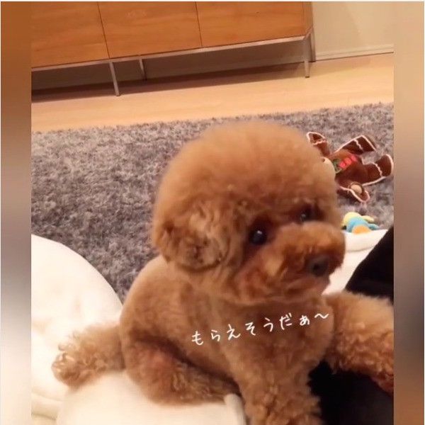 ちょうだいポーズワンコ