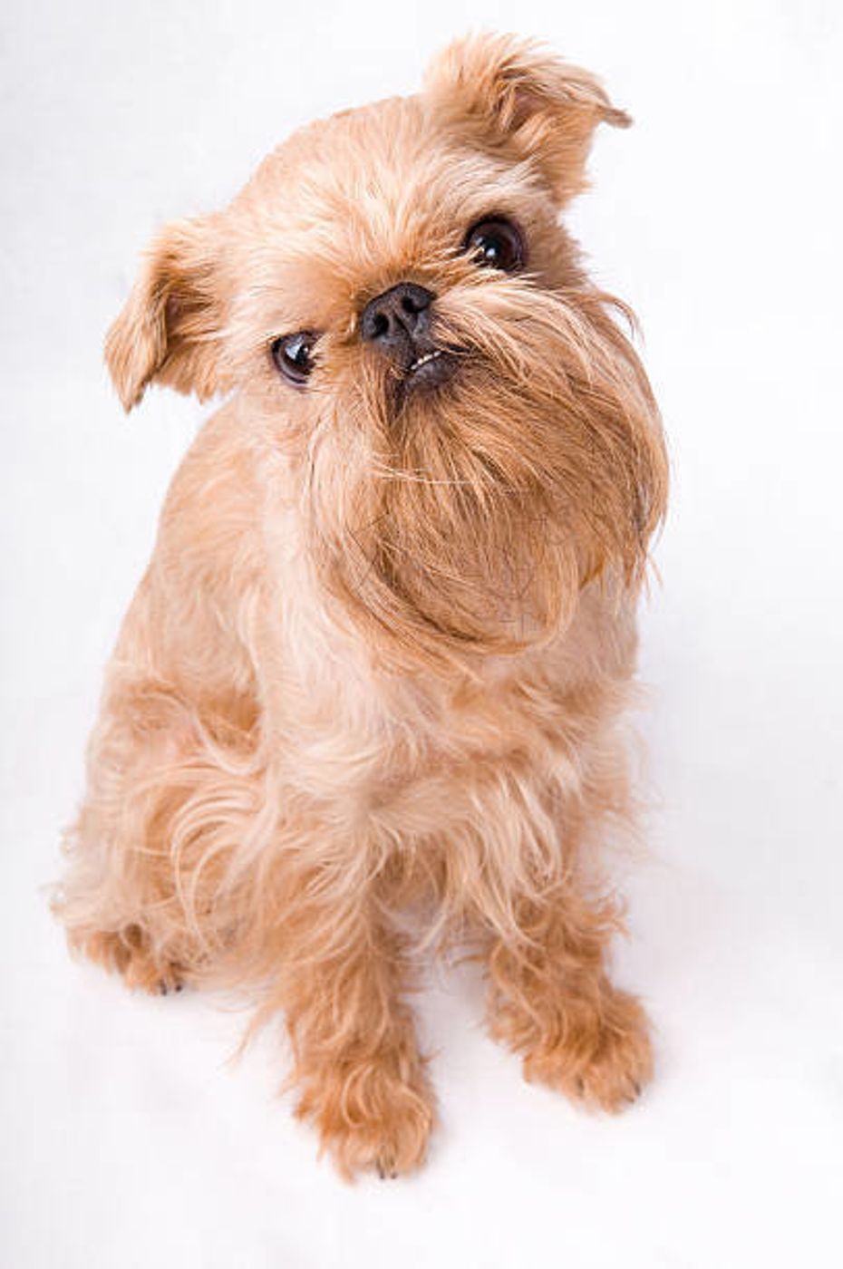 ブリュッセル グリフォンの特徴と性格 飼い方 価格相場など 犬図鑑 いぬのきもちweb Magazine ブリュッセル グリフォンの特徴と性格 飼い方 価格相場など 犬図鑑 いぬのきもちweb Magazine