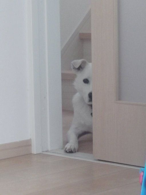 飼い主さんを見つめながら散歩を待つじろーさん