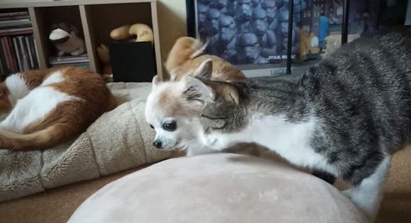 猫にスリスリされるチワワ