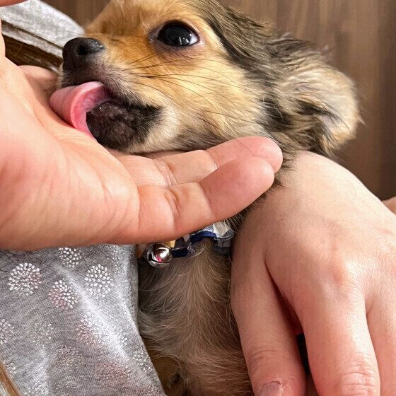 飼い主さんの手をなめるリオくん