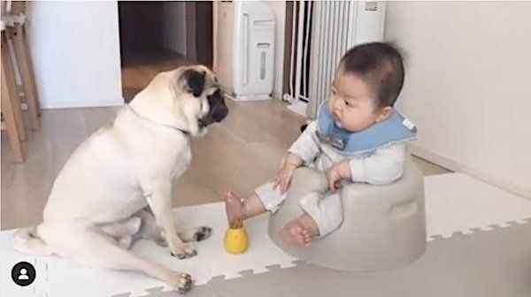 赤ちゃんに遊びのお誘いをするパグ
