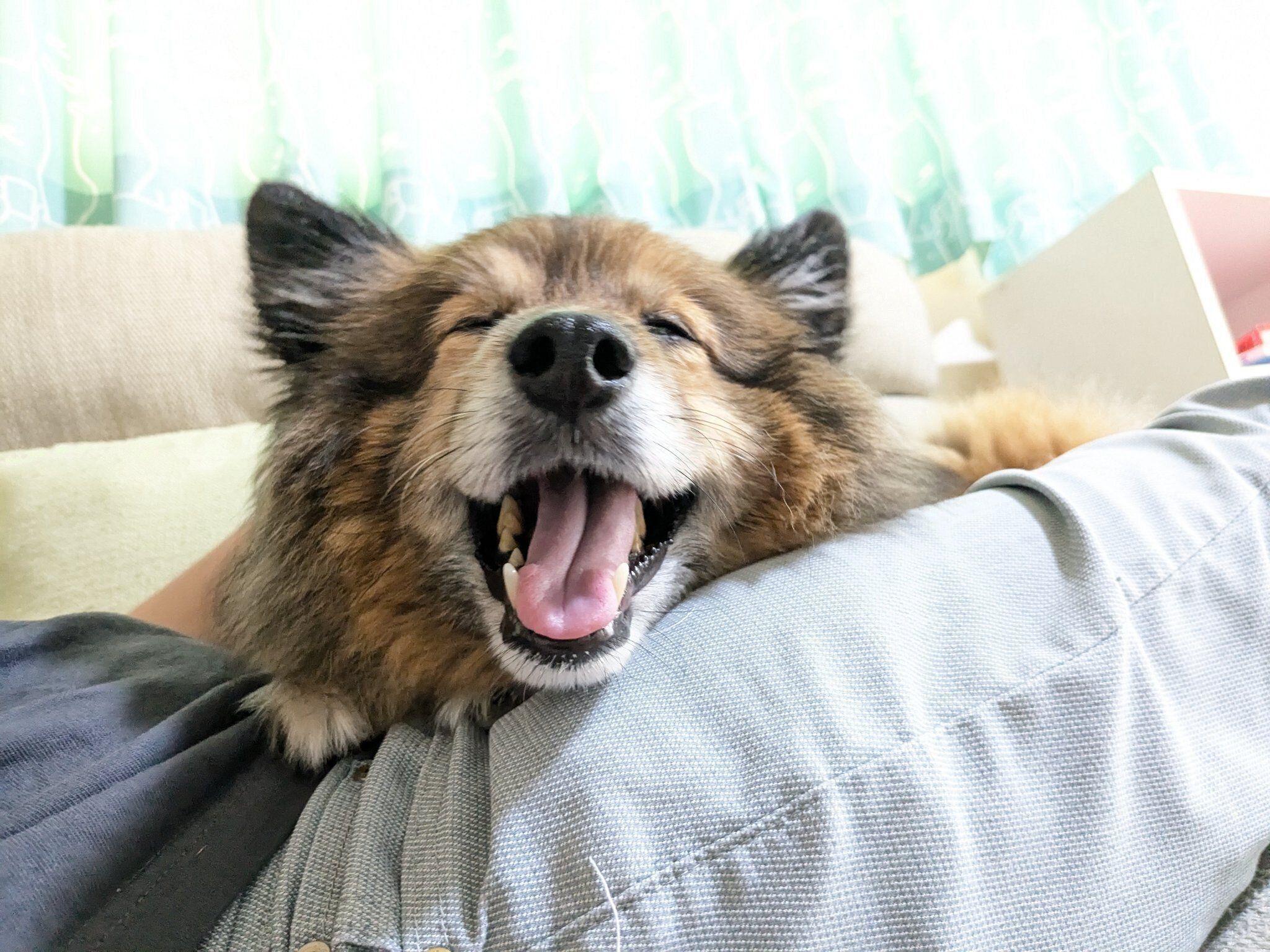 嬉しそうなポン太郎くん