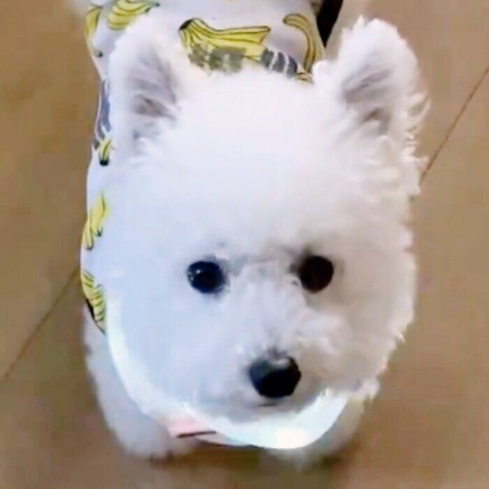 光る首輪を付けたくるるくん。飼い主さんを見上げて“きょとん顔”に…！