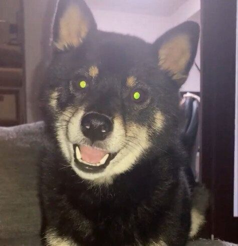 鳴くぺこちゃん