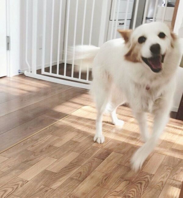 はしゃぐまるこちゃん