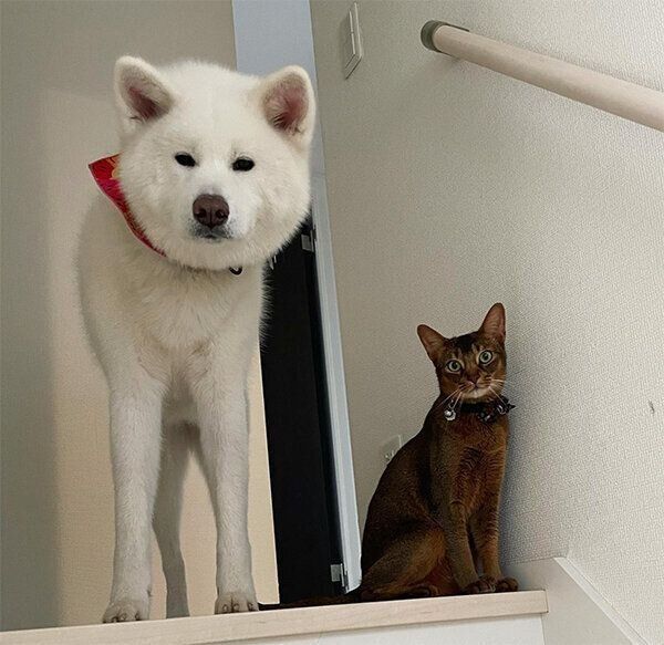 階段を登る飼い主さんを見つめるユキちゃんとアビくん