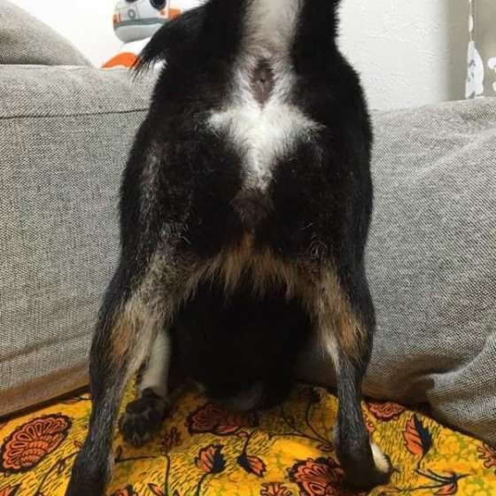 ホリホリする柴犬