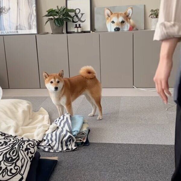 お姉ちゃんと散歩前に鬼ごっこをするすずちゃん