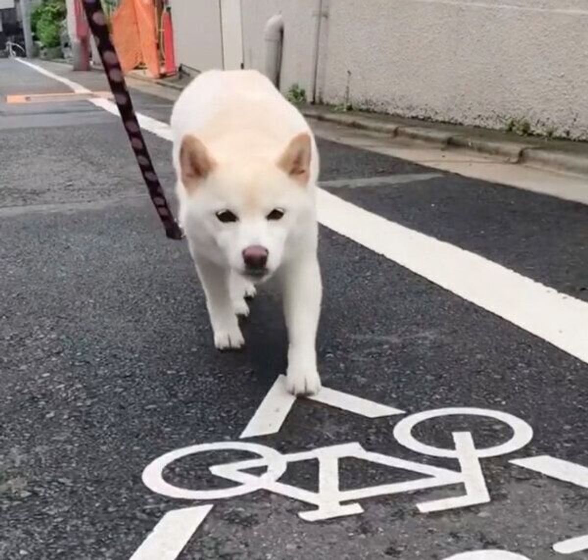 お散歩中に猫ちゃんを発見 ニタニタ顔で そろりそろり と近づく犬が可愛すぎた いぬのきもちweb Magazine お散歩中に猫ちゃんを発見 ニタニタ顔で そろりそろり と近づく犬が可愛すぎた いぬのきもちweb Magazine
