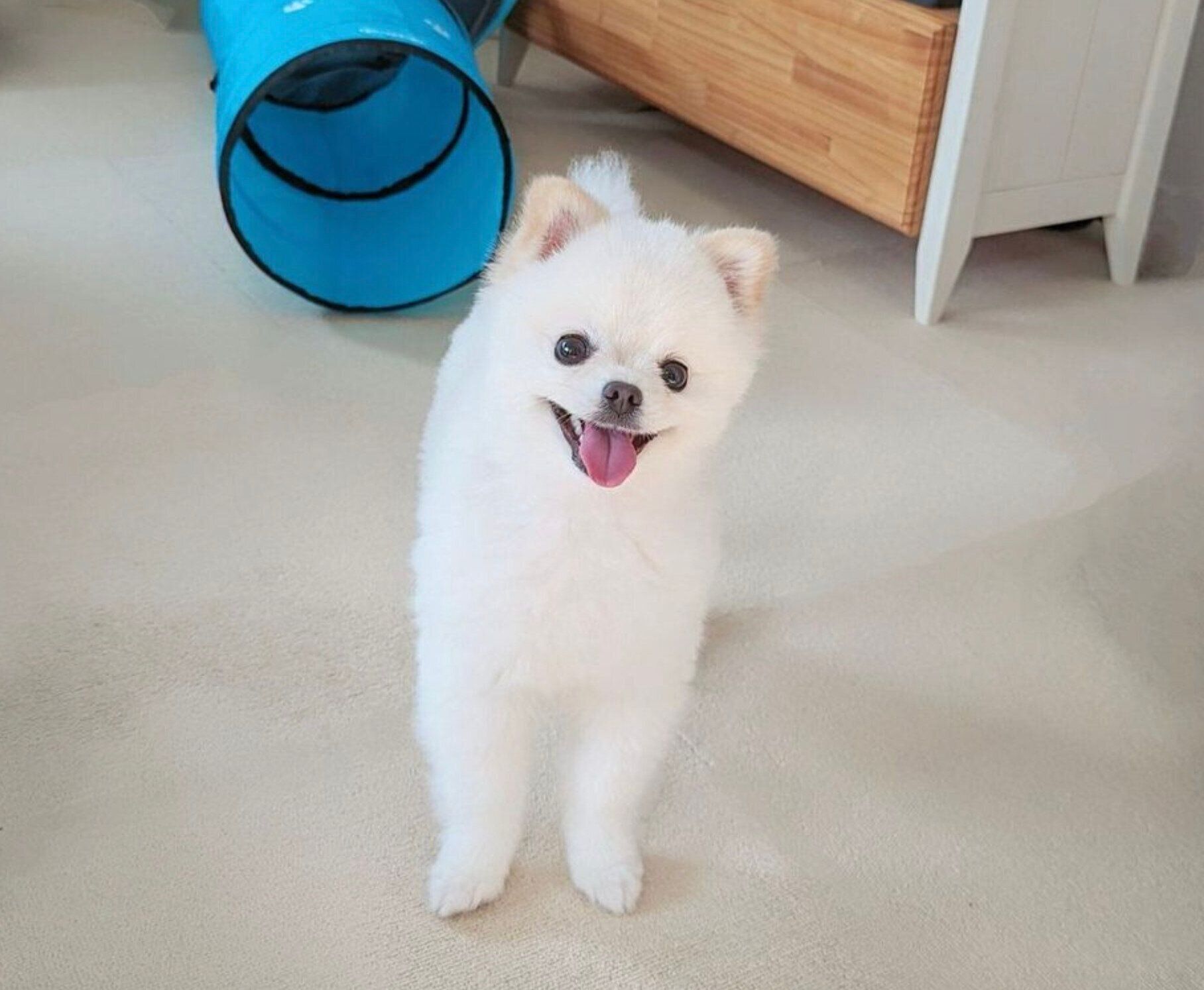 笑顔のこめたくん