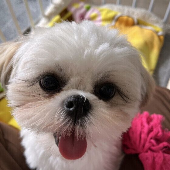 笑顔のシー・ズー いぬのきもち