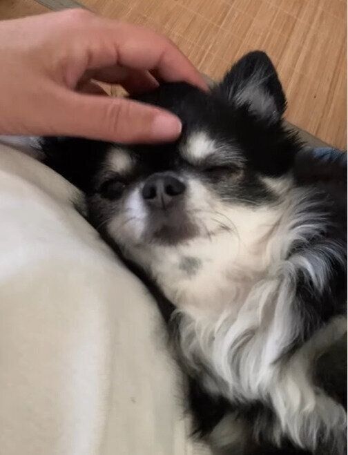 飼い主さんに頭をなでてもらうミニちゃん
