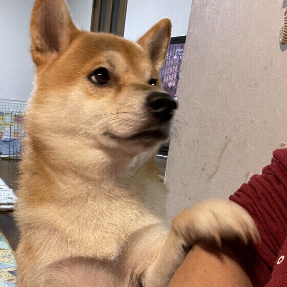 前足でちょいちょいする柴犬