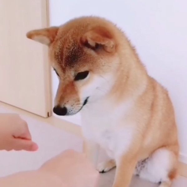 おやつを当てる柴犬