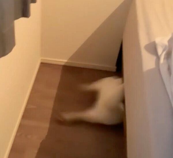 ベッドの下に逃げるラッキーくん