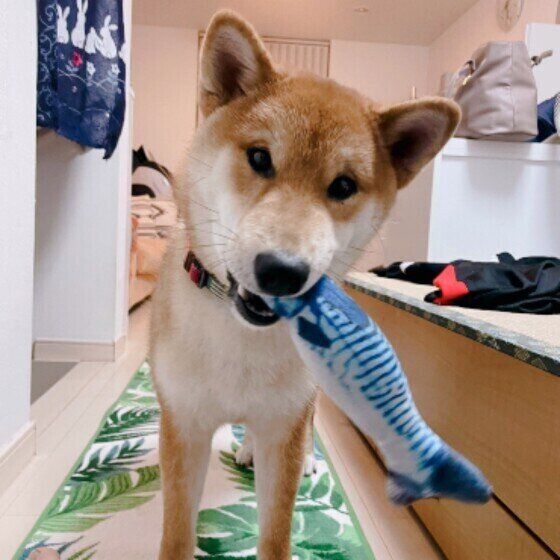 おもちゃをくわえる柴犬