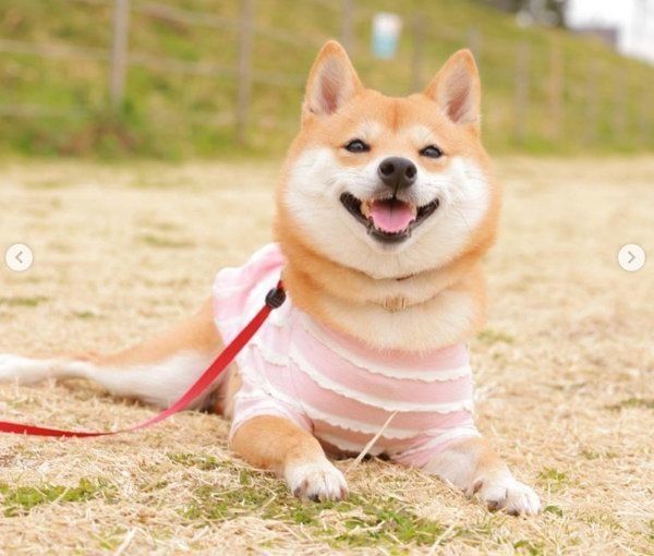 ツムツムを阻止する豆柴