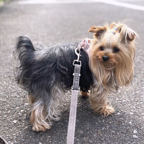 朝に散歩をするヨークシャー・テリア