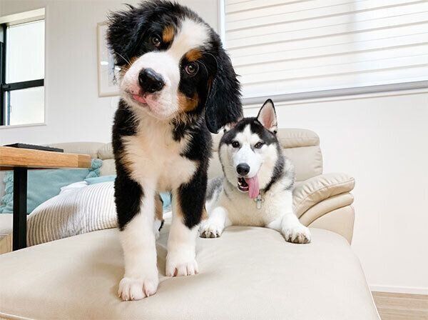 ダンテくんとシルバくん