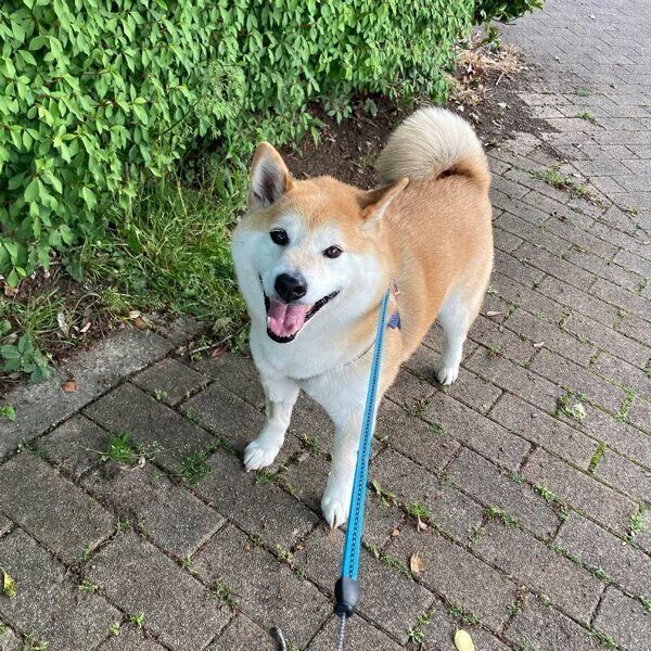 笑顔で拒否柴をする福丸くん