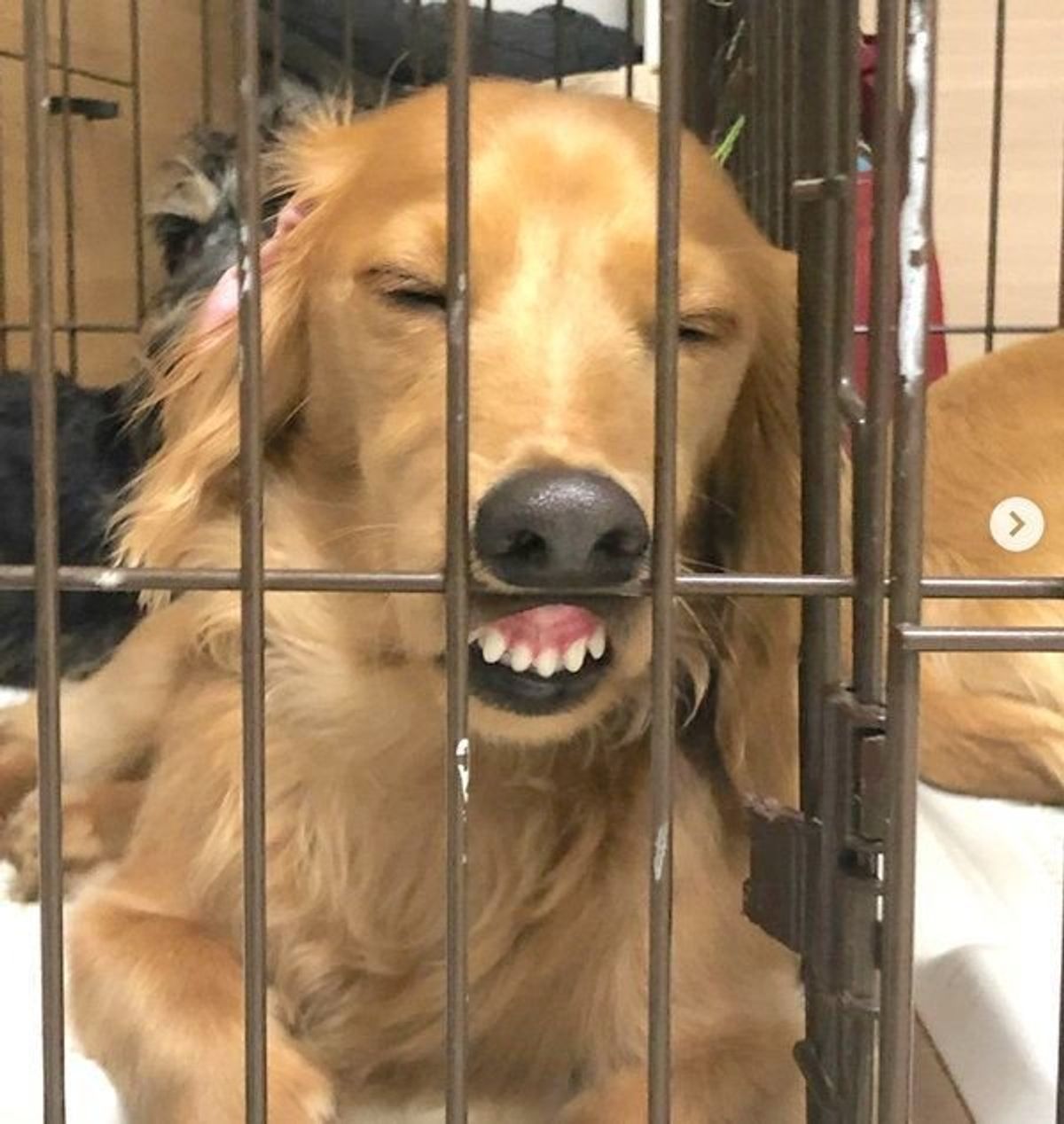 その顔 どうした 笑 笑いのセンス抜群な 変顔犬 5選 いぬのきもちweb Magazine その顔 どうした 笑 笑いのセンス抜群な 変顔犬 5選 いぬのきもちweb Magazine