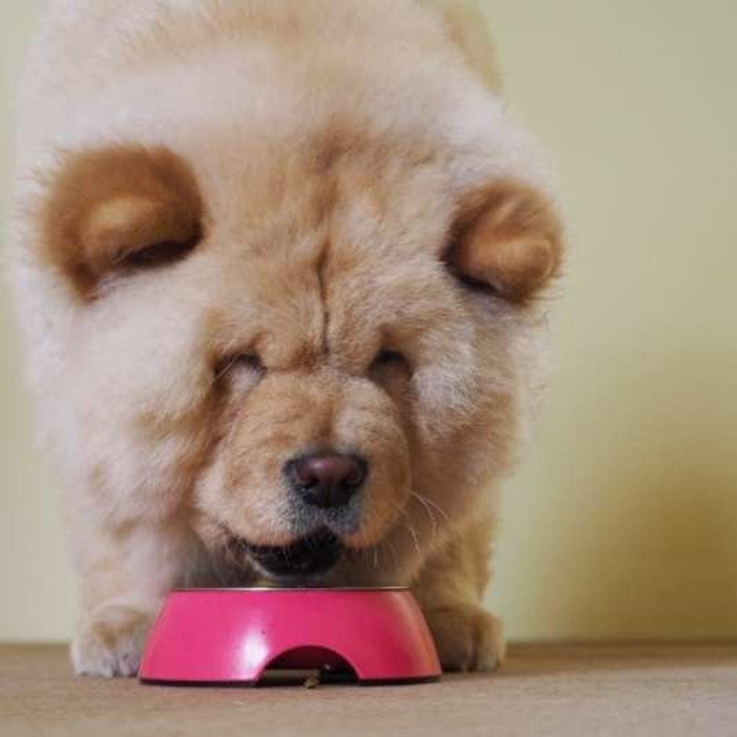 犬に大根を与えてもいい 大根を犬に与えるメリットは いぬのきもちweb Magazine 犬に大根を与えてもいい 大根を犬に与えるメリットは いぬのきもちweb Magazine