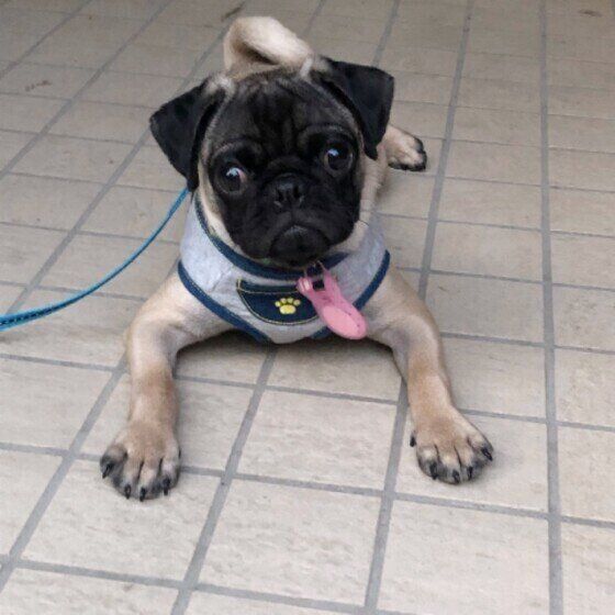 フセをするパグ