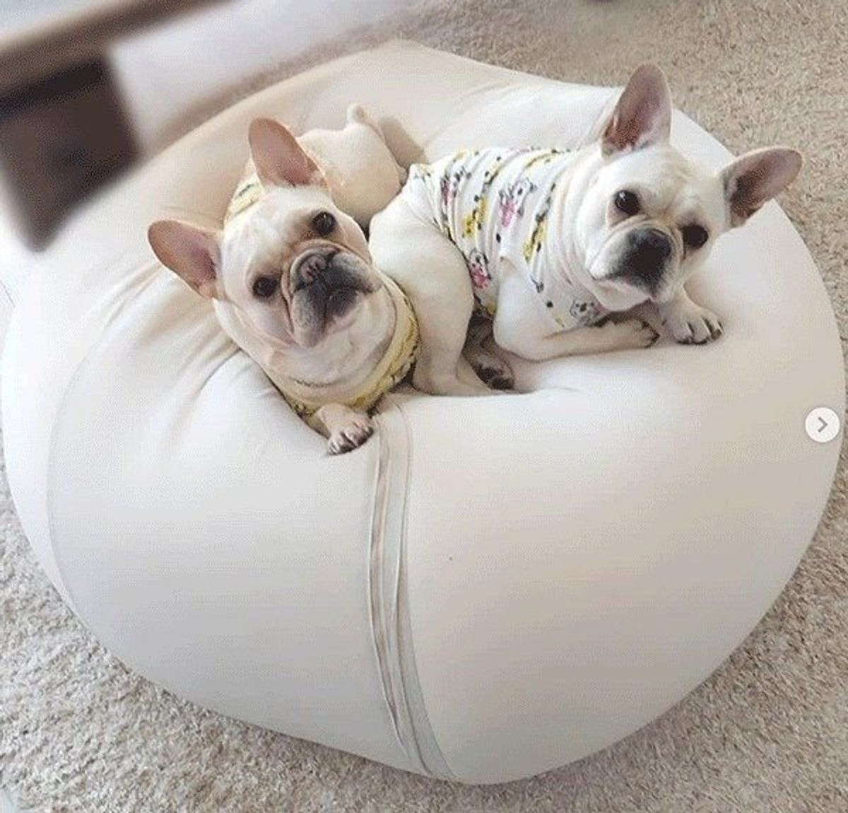 寝ているパパさんのために ワンコがとった驚きの行動に反響 いぬのきもちweb Magazine 寝ているパパさんのために ワンコがとった驚きの行動に反響 いぬのきもちweb Magazine