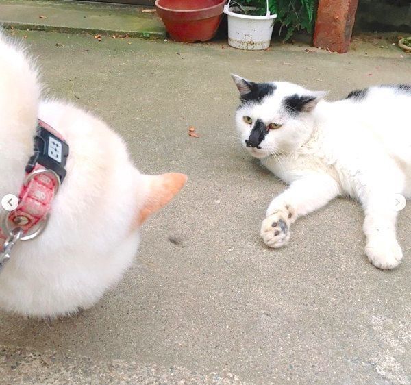 お散歩中の白柴とくつろぐ猫