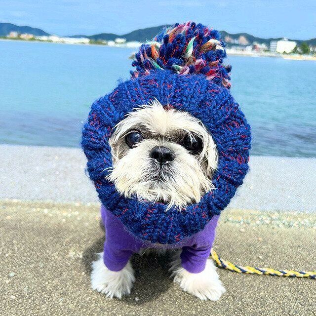シーズー犬マンガてんぽshihtzu