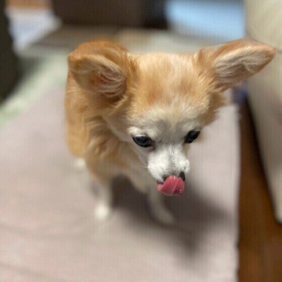 口を舐めるしぇるちゃん（チワワ）