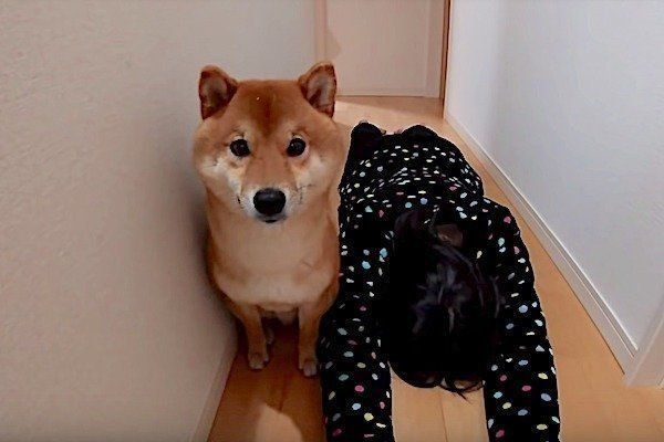 飼い主さんが倒れている場に遭遇する柴犬